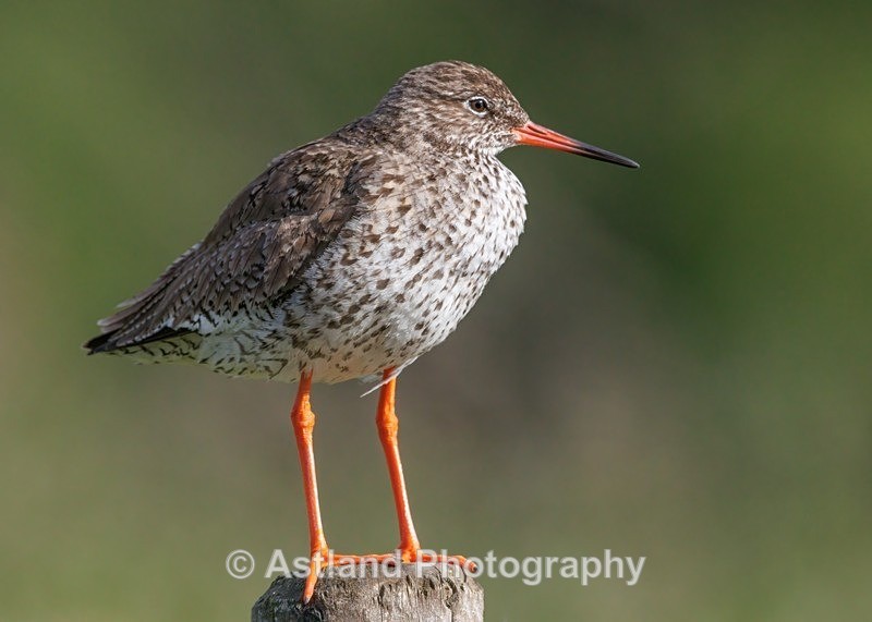 Redshank - Latest Images