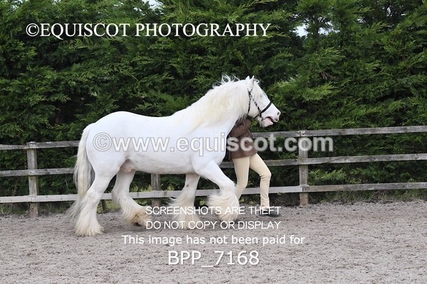 BPP_7168 - RING 1  (RIDDEN HORSES / IN HAND / VETERAN ETC)