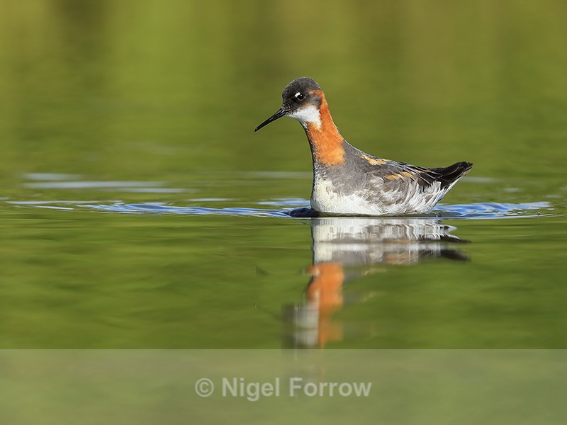 Red-necked Phalarope (female), Iceland - Red-necked Phalarope