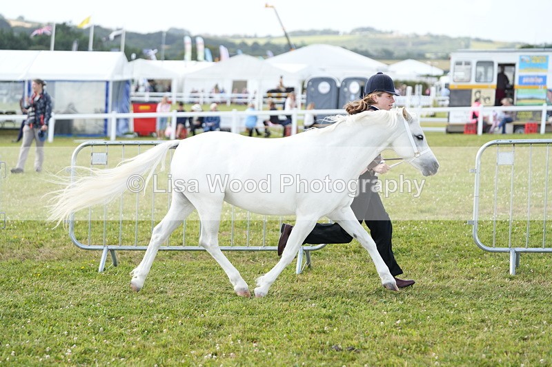 DSC05506 - Class 50: NPS M&M 4 years and over Small Breeds