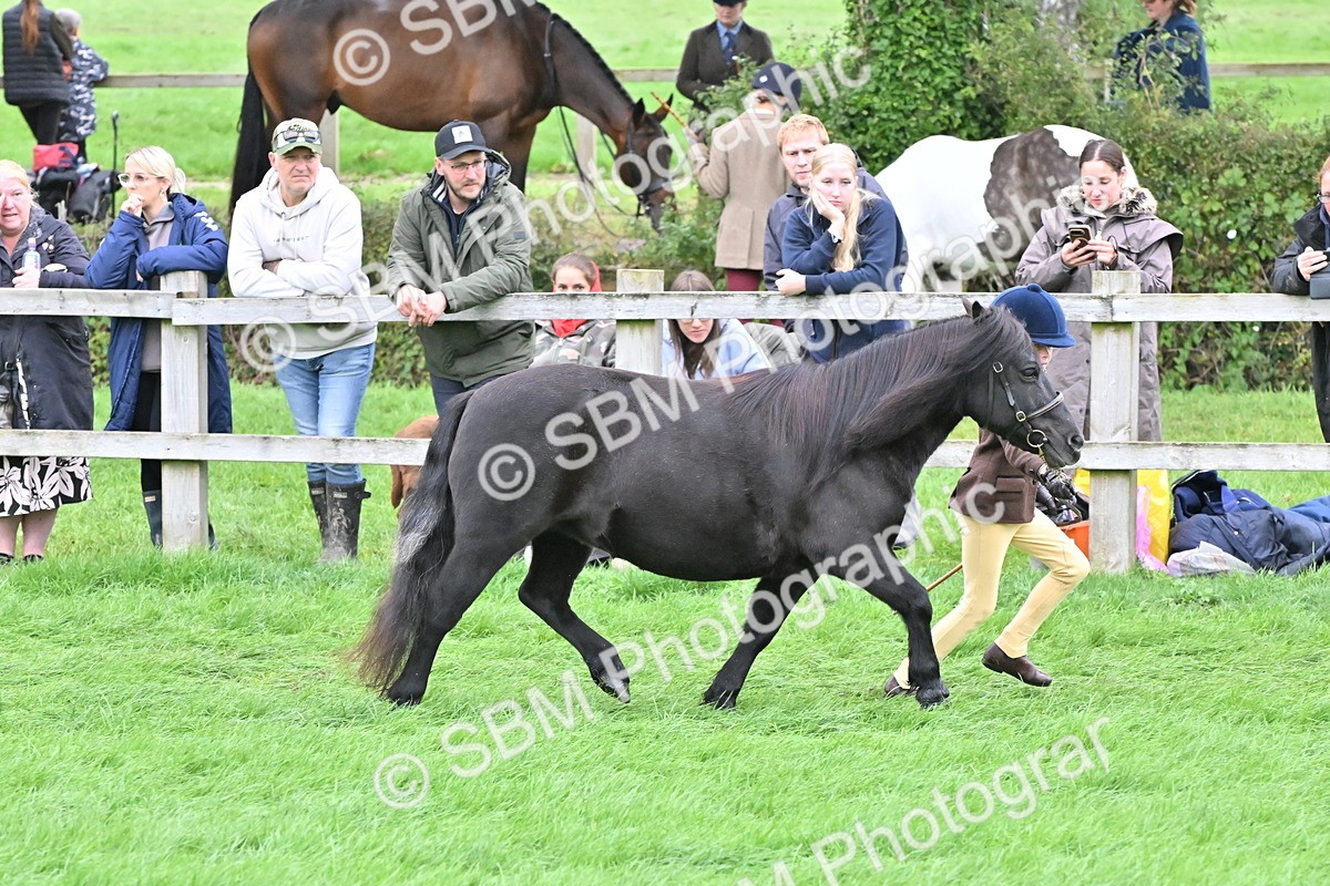 SBM_60940 - S48 - Mountain & Moorland In Hand Small Breeds
