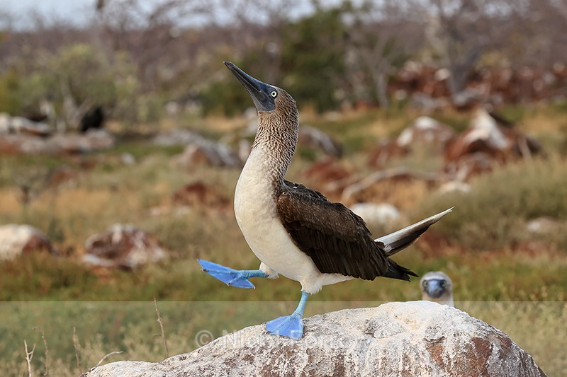 Blue-footed Booby courtship dance, North Seymour, Galapagos - Blue-footed Booby