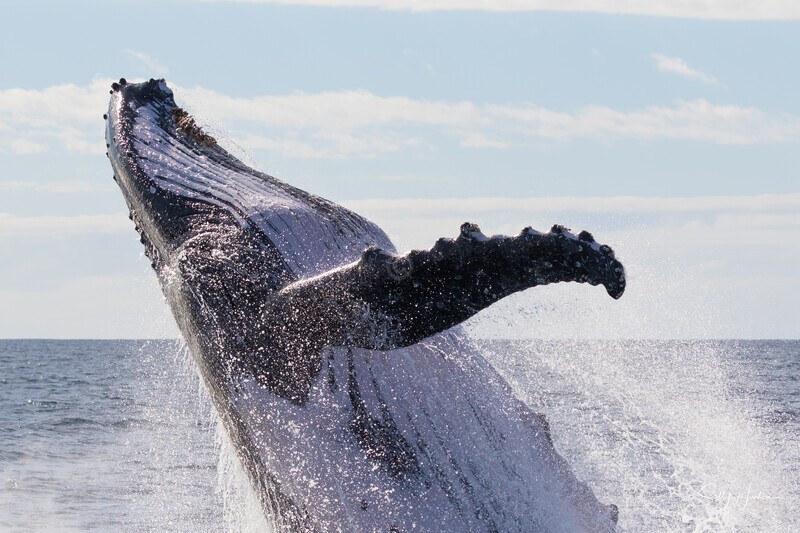 0A3A7579. Sunrise Breach 6 - 2023 Whale Photos