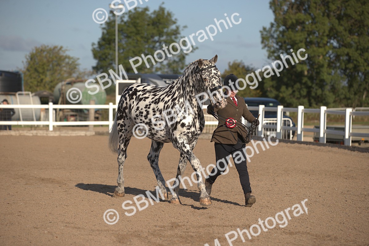 SBM_08395 - Class 401 - IH Veteran Horse