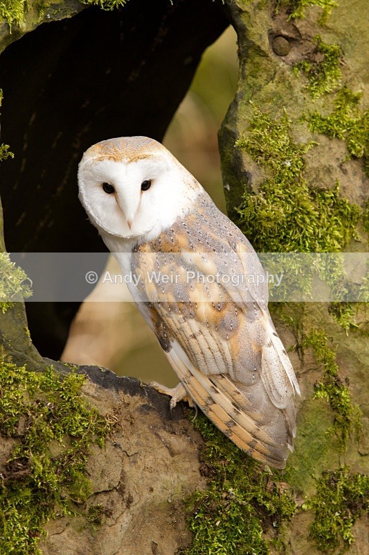 20110312-IMG_1876-122 - Barn Owl