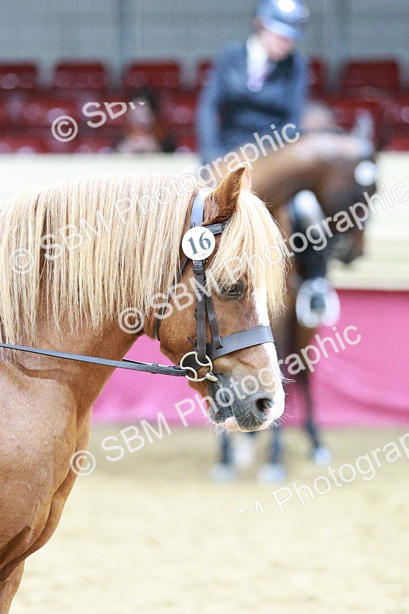 SBM_03569 - Class 6A Area Ridden Pre-Vet