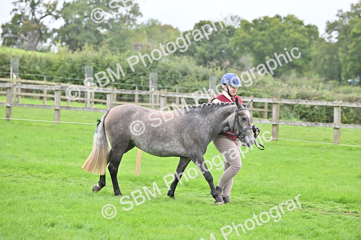 SBM_64929 - S50 - Show Pony & Show Hunter Pony In Hand