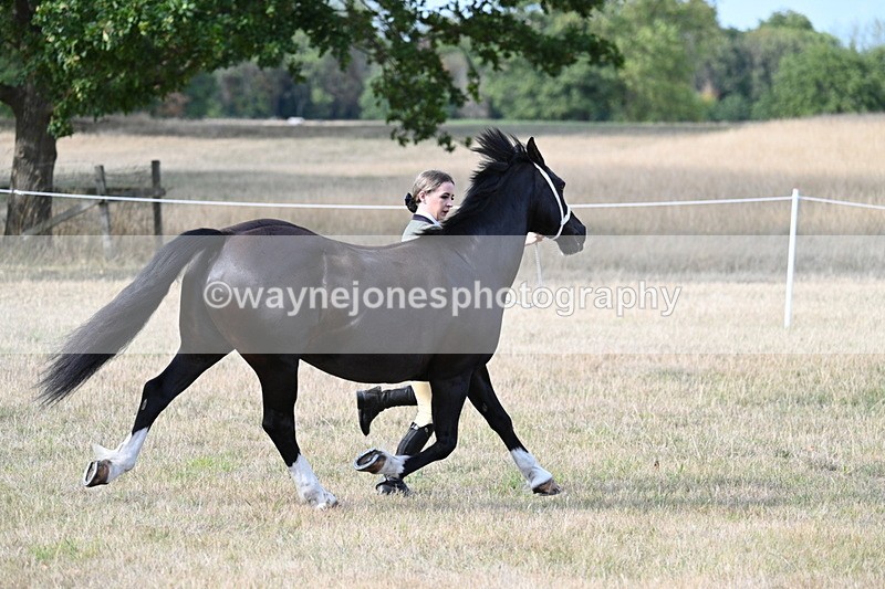 WJ7_8233 - In-hand Championship
