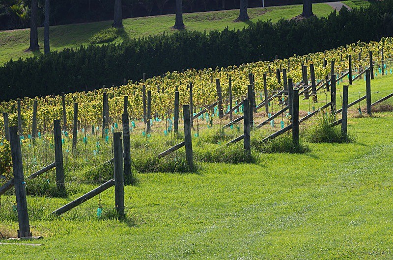 Vines near Russell - New Zealand North Island
