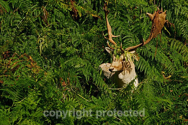  - Bradgate Park