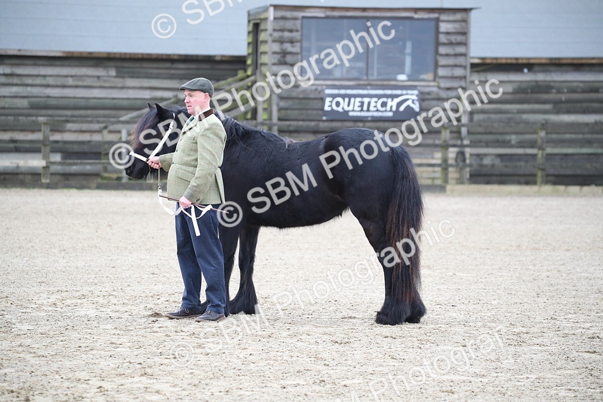 SBM_003991 - Class 1-4 - Young Stock classes Inc. In Hand Championship