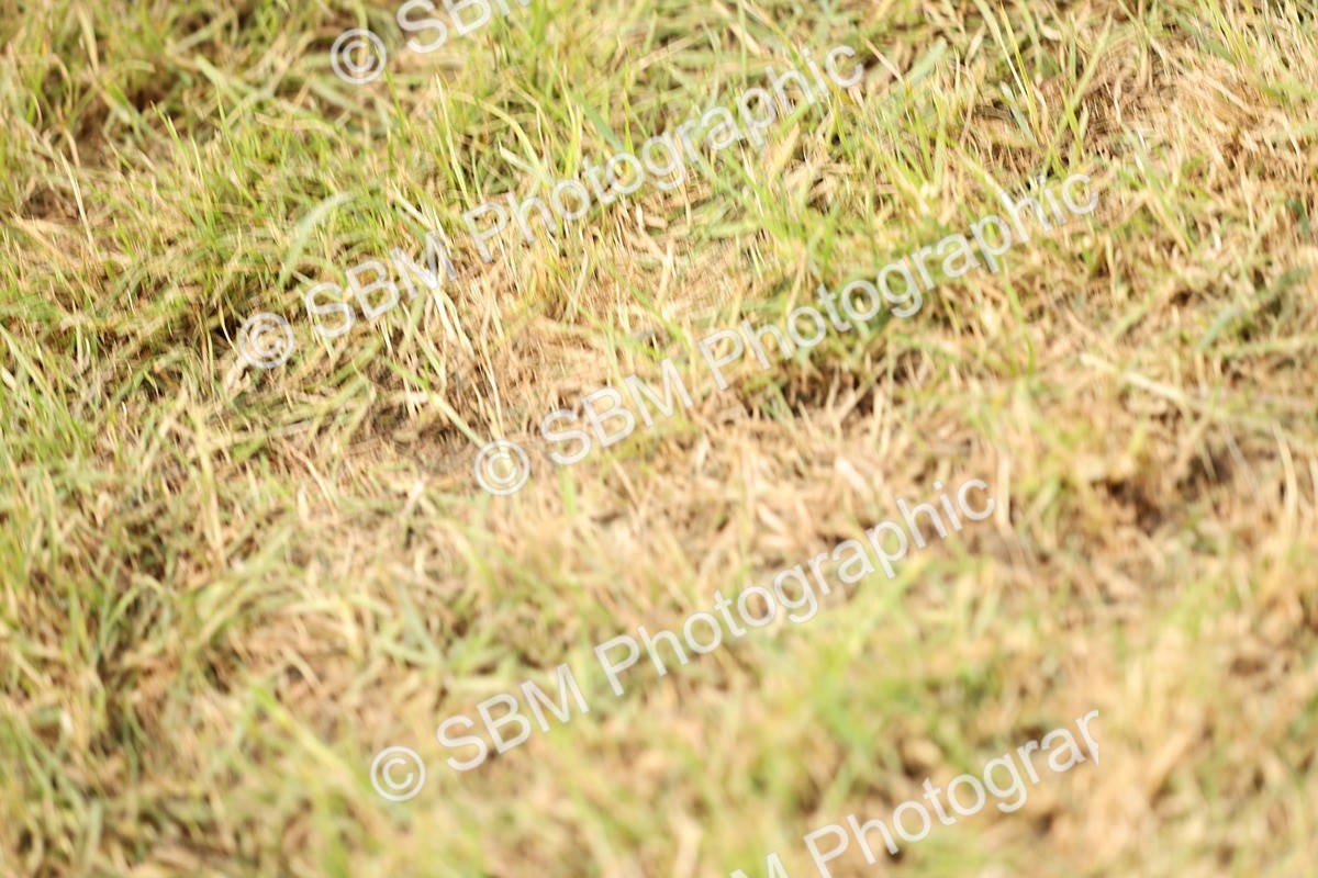 SBM_14642 - Class 88-89 - LIHS BSHA Rising Star of Ridden Hunter Type