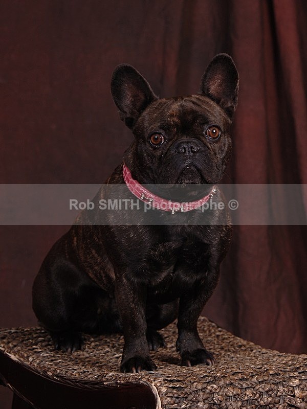 DSC_0531 - Animaux