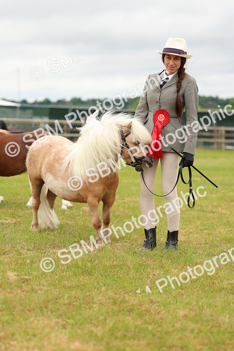SBM_04484 - Class 64-67 - Shetland Pony In Hand