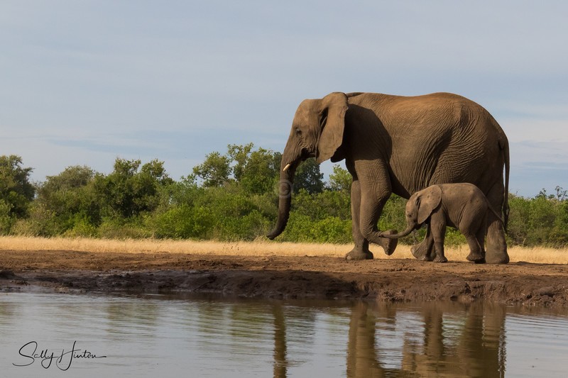 Elephant Baby 35