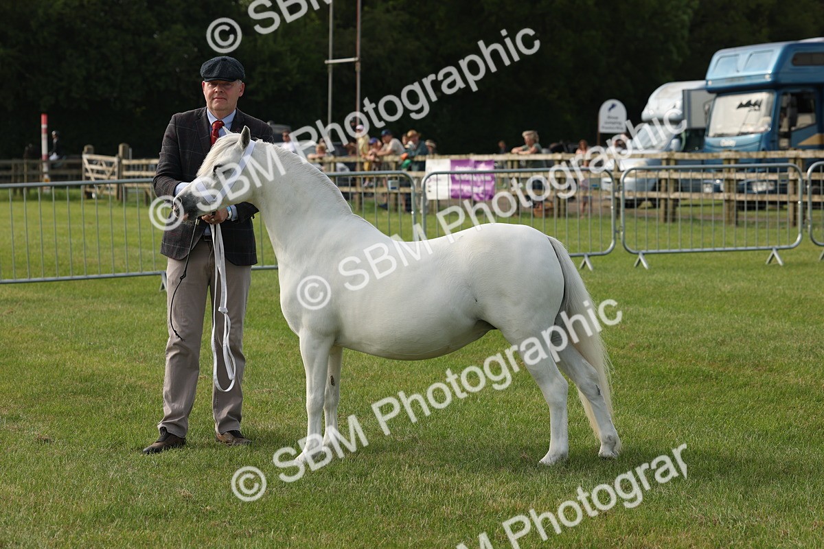 SBM_00533 - Class 6-13 - Mountatin and Moorland In Hand Welsh Breeds