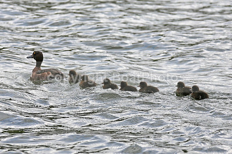 140706 DUCK FAMILY WT7A9504 - HENLEY ROYAL REGATTA - SUNDAY 6th July 2014