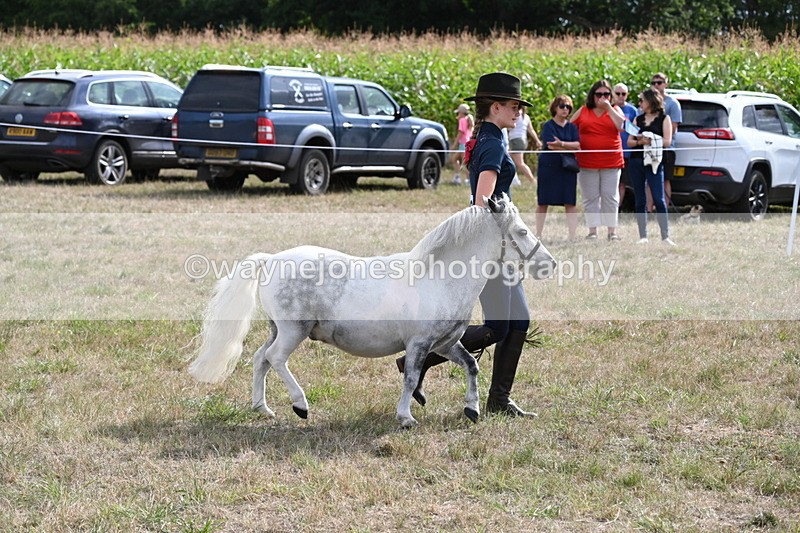 WJ6_7080 - Class 21 Shetland & Mini Horses