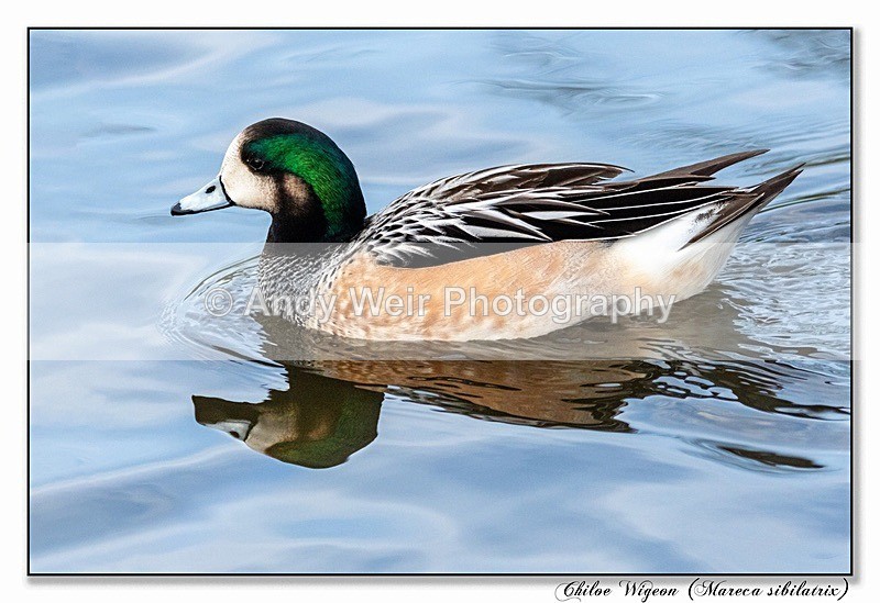 191229-7D-8E0A1771-Edit-Edit - Wigeon