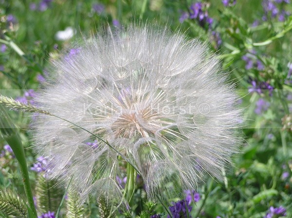 Make a Wish - Photos