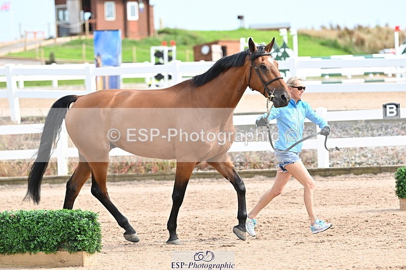 240717A-163724-03454 - Trot Up 4pm to 5pm