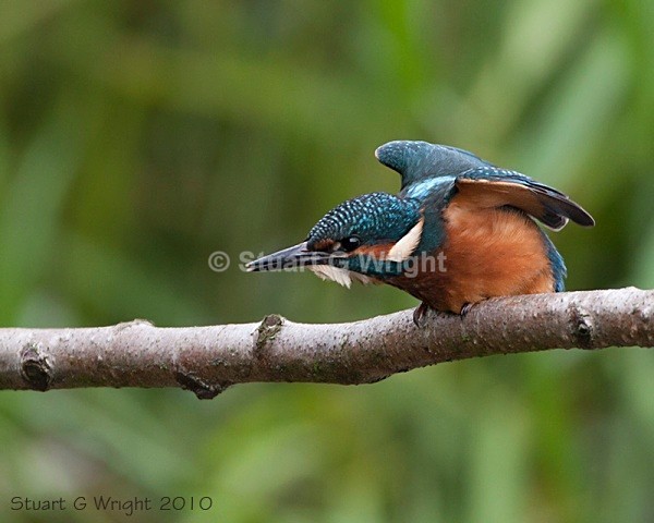 25 - Kingfisher