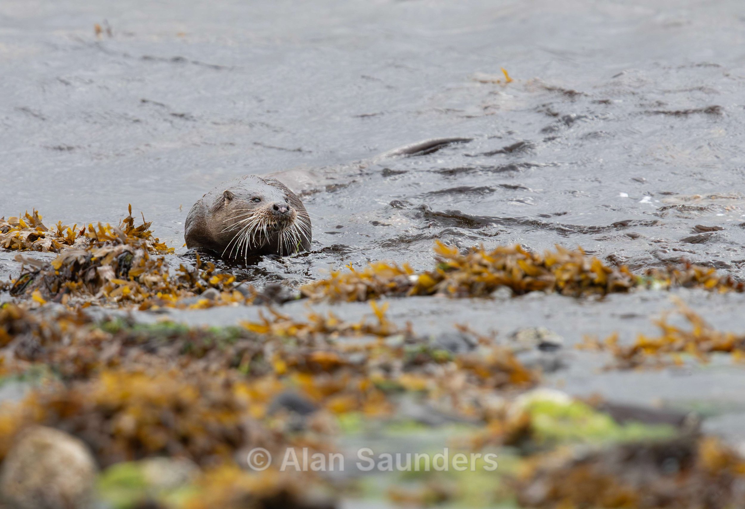Eurasian Otter 62