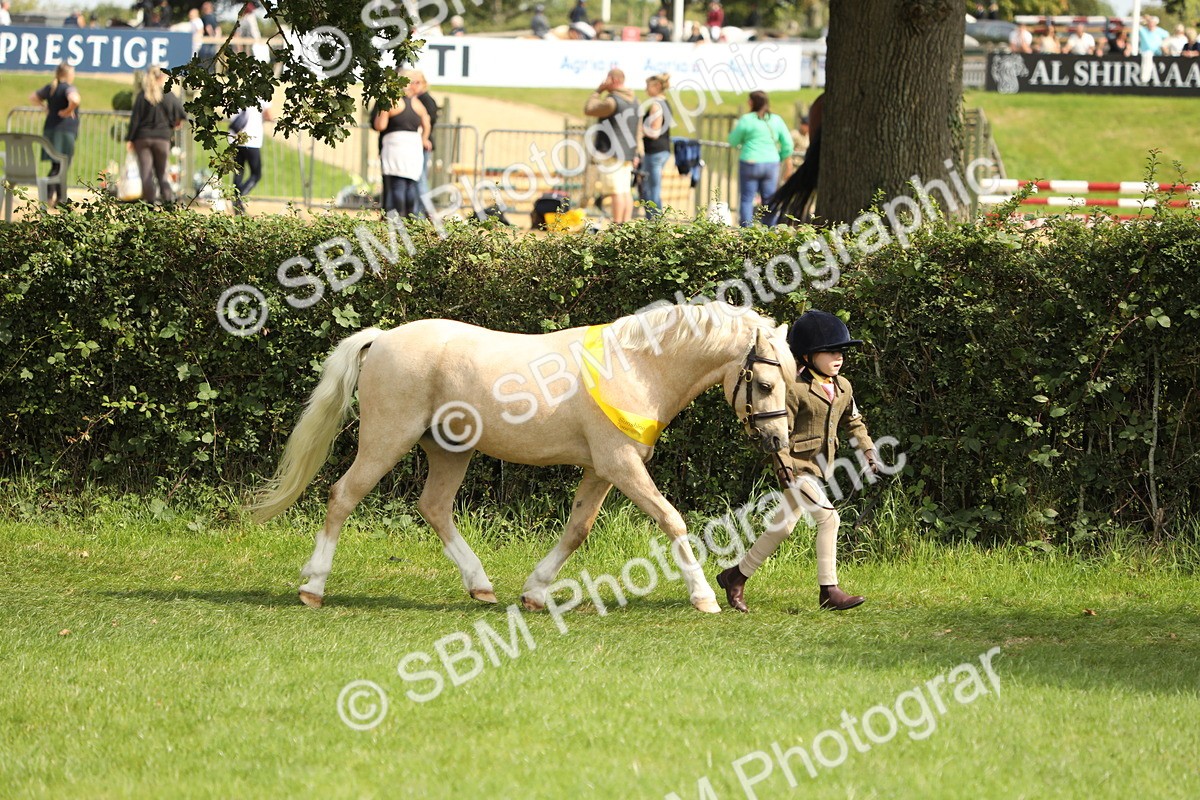 SBM_66272 - In Hand Pony & Youngstock Supreme Championship