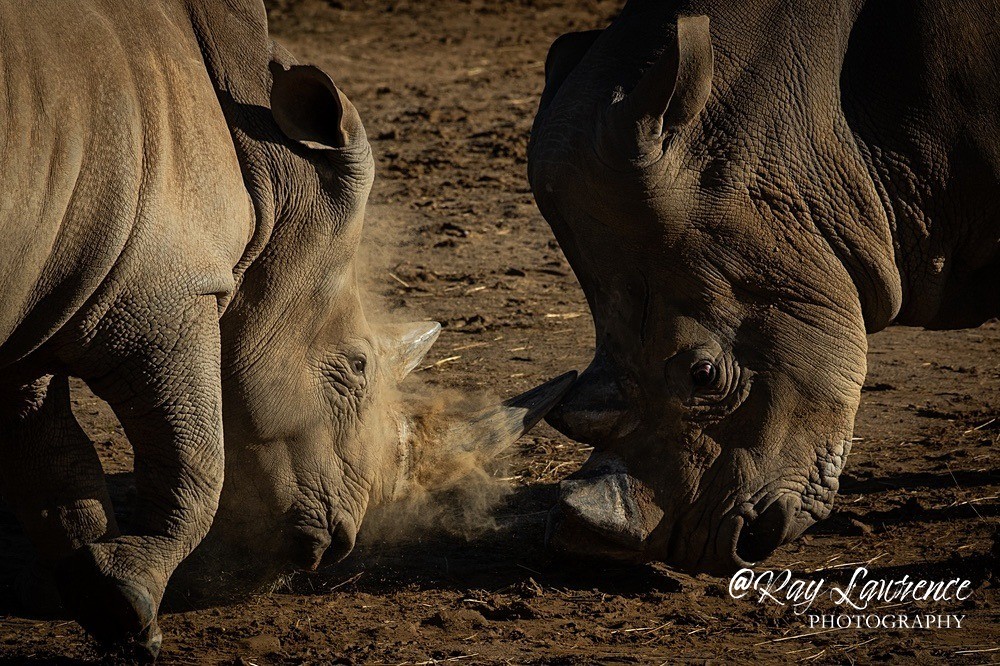 Southern White Rhinoceros - RLP2210 - Vulnerable and Beyond