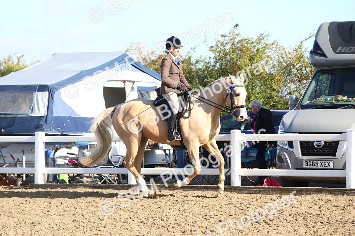 SBM_08584 - Class 502 - Riding Club Horse