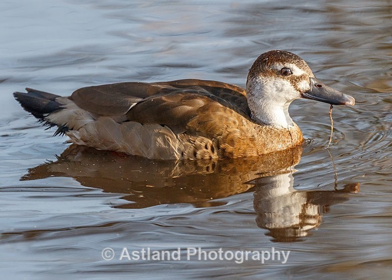 Astland Photography, Bird and Wildlife Images, Susan and Peter Wilson, U.K.