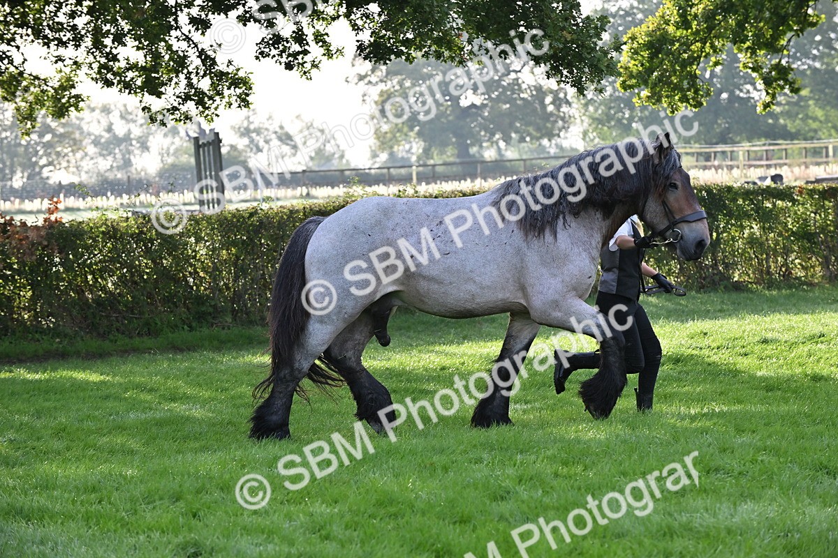SBM_55315 - S44 - Youngstock In Hand