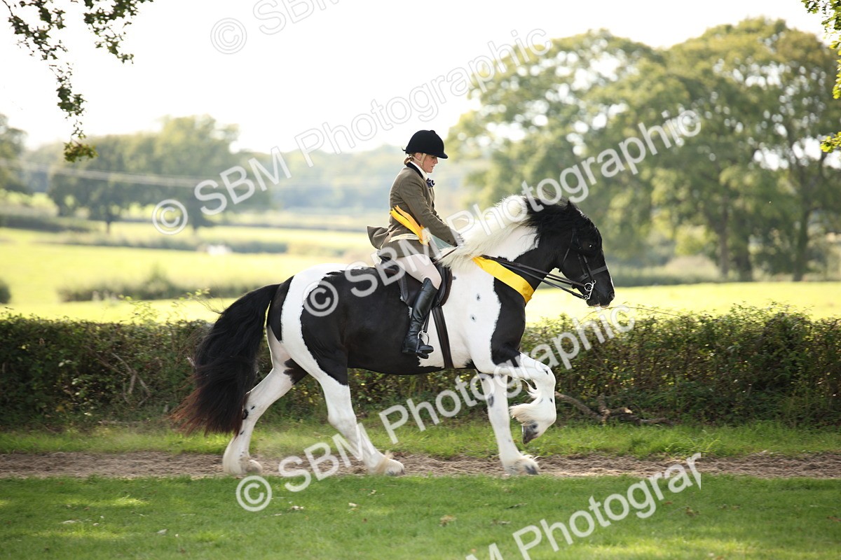 SBM_70161 - S65 - Piebald & Skewbald Horse Ridden