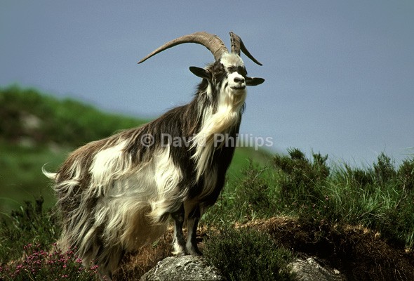 Feral Goat - Mammals