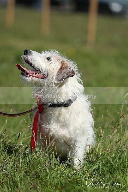 SPXX0611 - Dog show