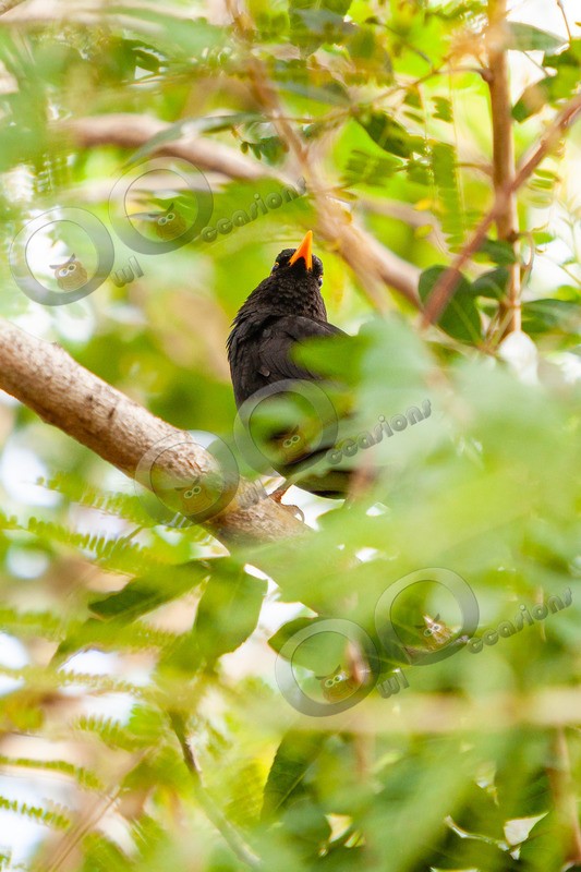Blackbird Turdus merula-6574 - UK birds