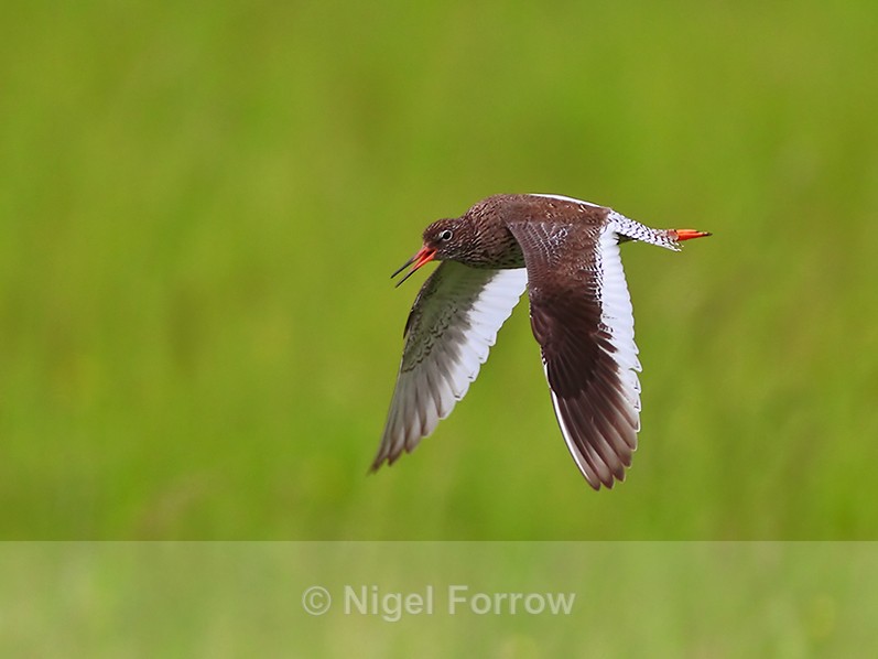 Redhank calling in flight over Greenaways at Otmoor - Redshank
