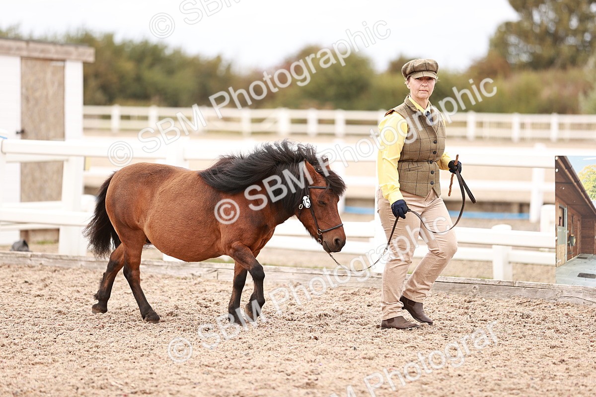 SBM_16885 - Class 415 - Horse-Pony Judge would most like to take home