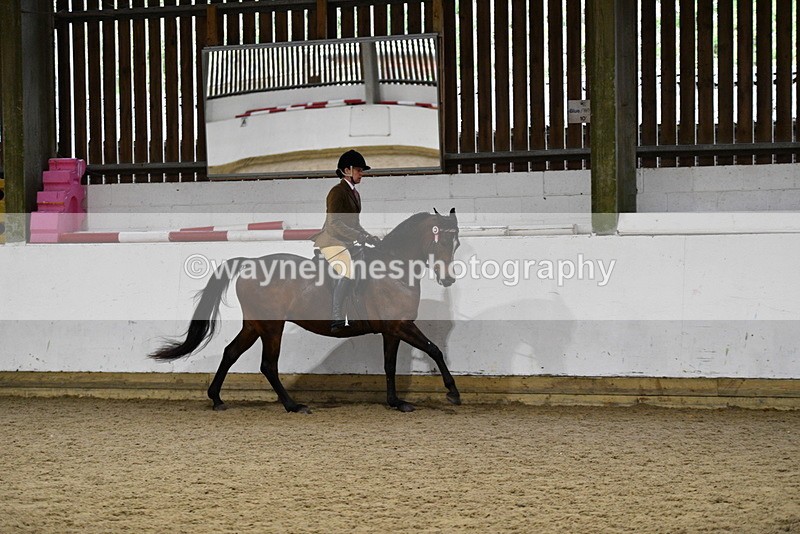 WJ5_8851 - Class 15 Ridden Show Horse