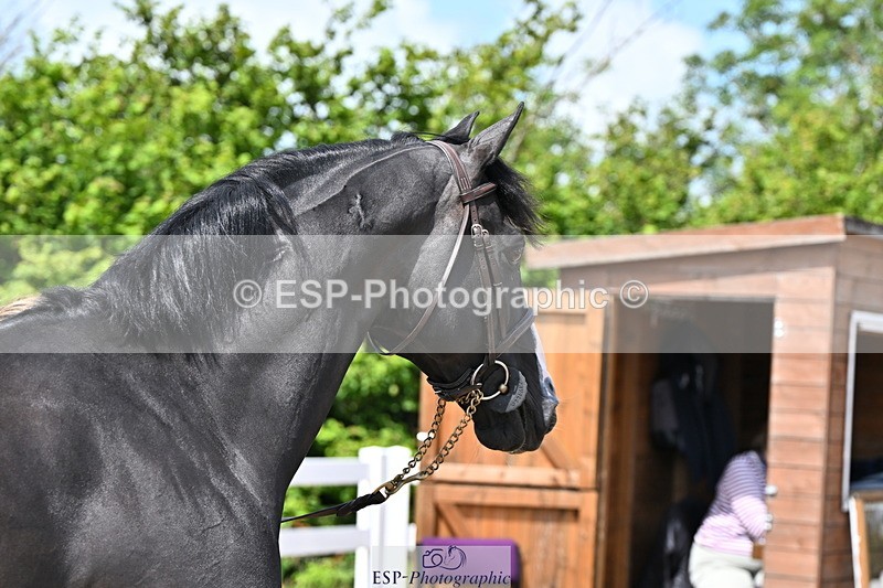 240718A-105241-01016 - Trot Up 11am to 12pm