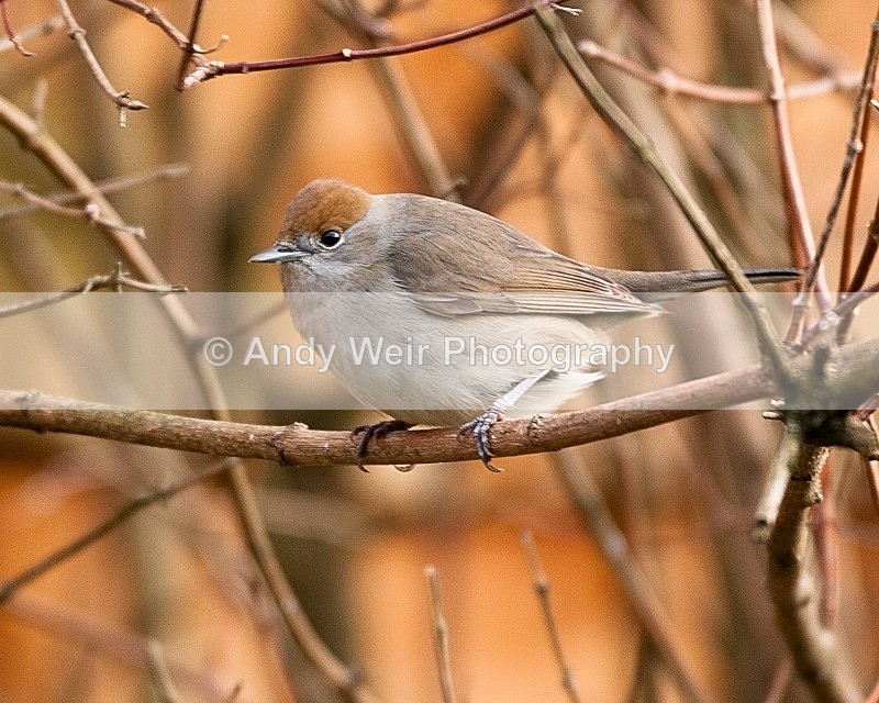 20090103-135 - Warblers