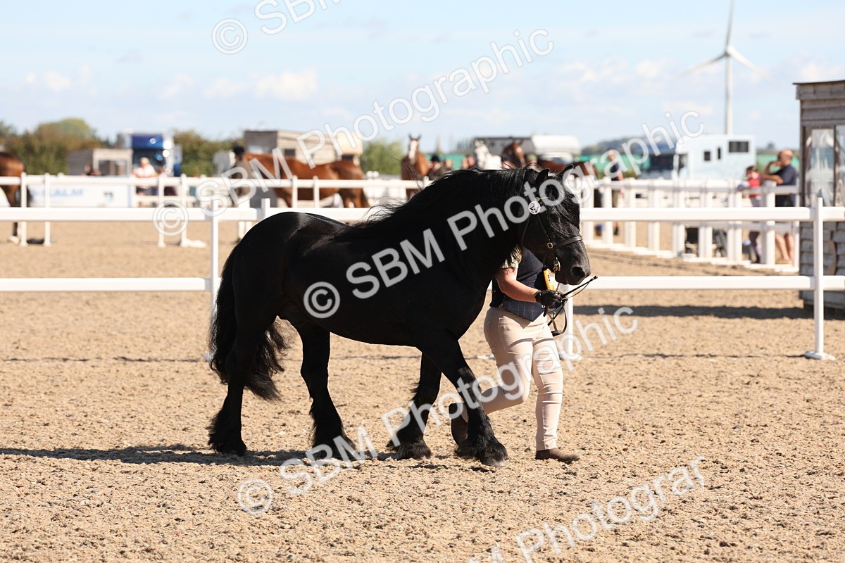 SBM_12975 - Class 206 - IH Non Show Type Pony
