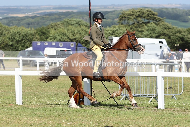 JPP_2907 - Class 20: Working Hunter 70cm