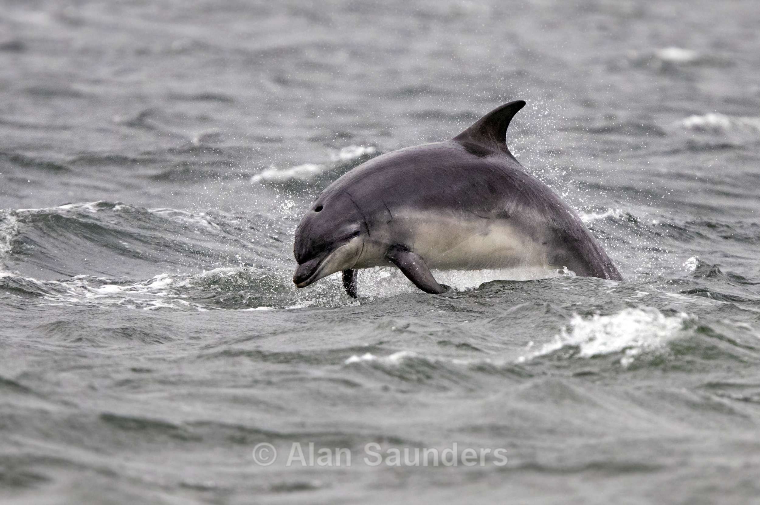 Bottle Nose Dolphin