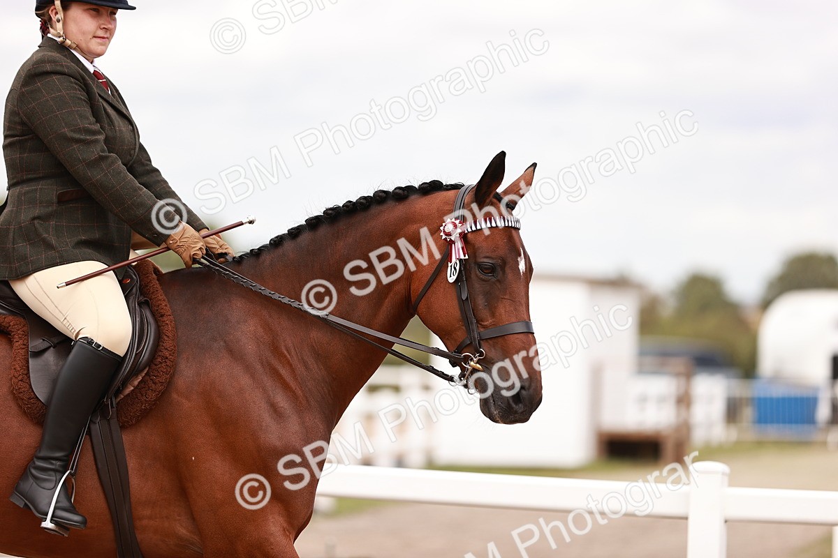 SBM_16102 - Class 411 - Prettiest Mare - (IH or Ridden Adult)