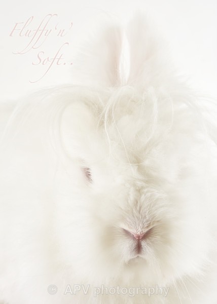 Soft n Fluffy - A5 Size cards