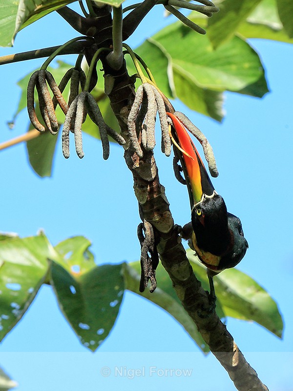 Fiery-billed Aracari feeding, Costa Rica - Fiery-billed Aracari