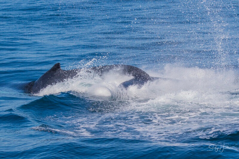 0A3A2592 - 2024 Whale Photos