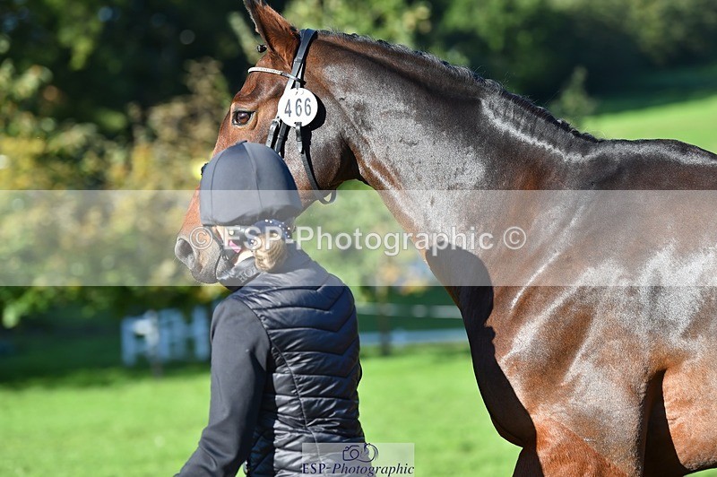 231022-105150-23554 - 466-SPARHANGER.VELVET-Tichy.Sanders-TrotUp+SJ