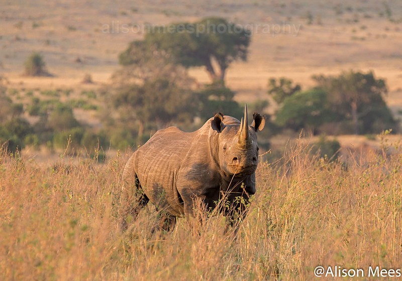  - African Safaris